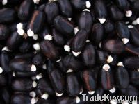 Wholesale jatropha seeds, jojoba seeds