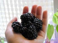 Wholesale Blackberry Plants for sale in India