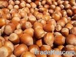 Wholesale Hazelnuts