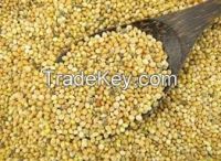 Wholesale High quality Millet Grains