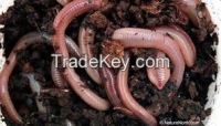 Wholesale High  quality  freeze dried meal worm animal food natural