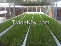 Wholesale High  quality  Freeze Dried Wheat Green Grass Leaves 