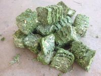 Wholesale Alfalfa Hay Cubes