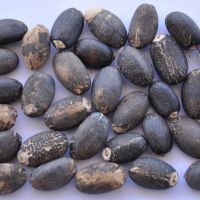 Wholesale  Premium Quality New Crop Jatropha Seeds