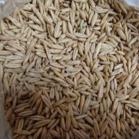 Wholesale  100% Top Quality Barley For Animal Feed