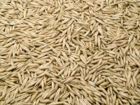 Wholesale  Pure Oat Grain Oats/Hulled Oats