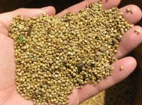 Wholesale Best Quality  GREEN / YELLOW MILLETS