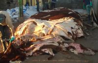 Wholesale SALTED CATTLE HIDES