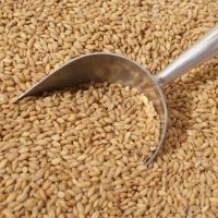 Wholesale Top Quality Barley Malt For Brewing Beer