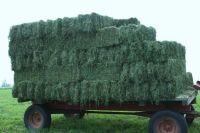 Wholesale High Quality Animal Feed Alfalfa Hay