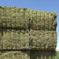 Wholesale High Quality  Oat Hay 