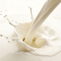 Wholesale Quality Liquid Milk