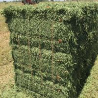 Wholesale  High Quality Eragrostis Bale