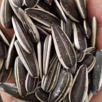 Wholesale  100% Organic Raw Sunflower Seeds 5009 For Sale