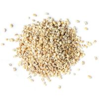 Wholesale  Best Quality Feed / Malting / Pearl Barley - Common and Organic for Sale