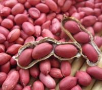 Wholesale New Crop Good Quality Raw / Blanched Peanuts / Groundnuts for Sale