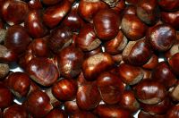 Wholesale Fresh new chestnuts for sale with low price buy bulk horse chestnuts