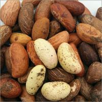 Wholesale Fresh Bitter Kolar Nuts