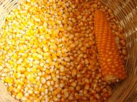 Wholesale Mazie(Corn)