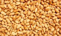 Wholesale High Protein Red Skin Peanuts