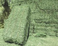 Wholesale  Alfalfa Hay / Timothy Alfafa Hay