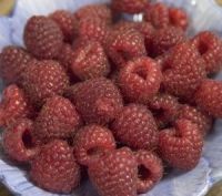 Heritage Red Raspberry