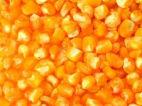 Maize | Maize Exporter | Corn Grain Seller | Maize Buyer | Bulk Maize Grain Importer | Corn bean Buyer | Corn bean Wholesaler | Corn Grain Manufacturer | Best Quality Corn Grain | Cheap Maize Supplier | Low Price Corn | Yellow Corn | White Cron | Baby Mai