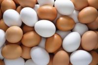 Fresh white and brown chicken eggs from Ukraine