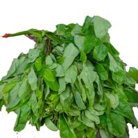 Happy Fresh Oha Leaves