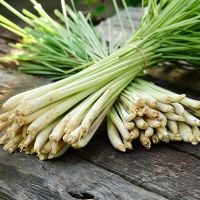 &quot;Lush-Leaf by Happy Fresh Ã�Â¢Ã¯Â¿Â½Ã¯Â¿Â½ Lemongrass&quot;