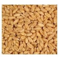 High quality Semolina wheat,Durum wheat,pasta wheat or macaroni wheat