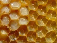 Bee Wax