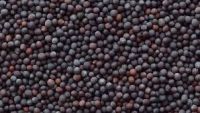 Organic Mustard Seed