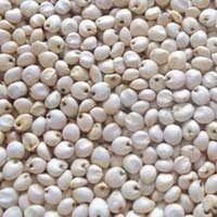 White Sorghum,White Sorghum Specification