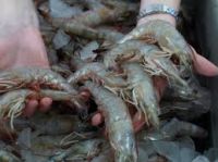 Frozen Fresh White prawns,Clean quality fresh Prawns