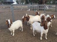 Healthy South Africa pure Breed Boer Goat,Boer Goat
