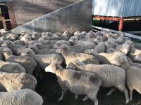 Healthy Merino and Dorper sheep,Rams,Lambs and Ewe