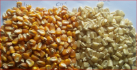 Yellow Corn/Maize For Animal Feed
