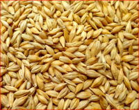 Animals feed barley with cheap price