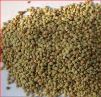 Organic Green Lentils for Sale