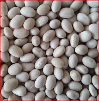 Wholesale Dry Lima Beans Size 50-60 For Export / Large White Kideny Bean