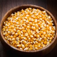 Yellow Corn For Sale