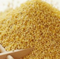 Yellow Millet for sale