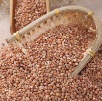 Red Sorghum for sale