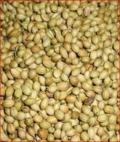 Coriander Seed