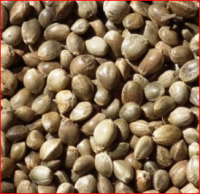 Organic hemp seed