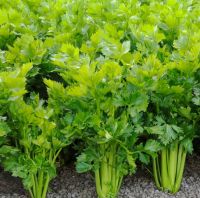 Celery for sale