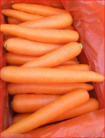 Fresh Carrot