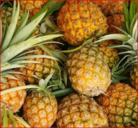 Fresh Pineapples from South Africa