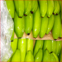 Fresh Green Cavendish Banana 